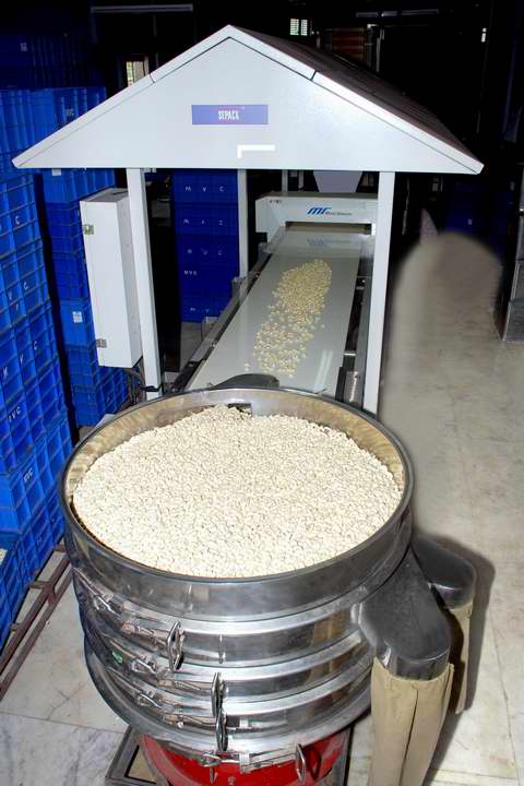 cashew vibrator
