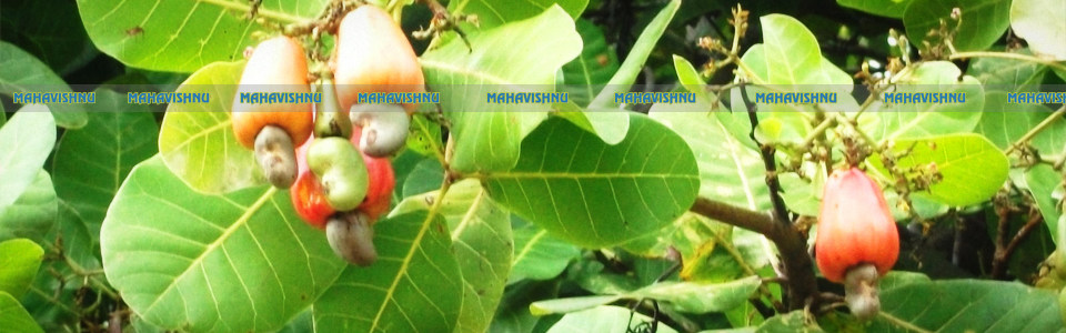 GOVT. OF INDIA RECOGNISED EXPORT HOUSE